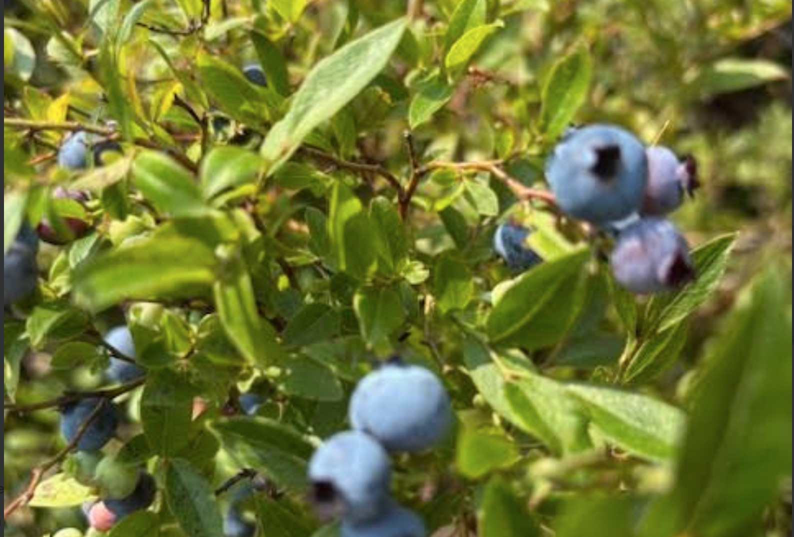 perfect blueberry